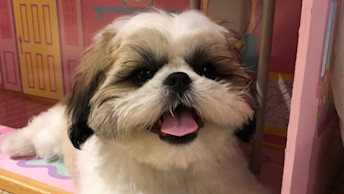 NF - Blog Image - Sulley Success story - Multipoo dog tongue out
