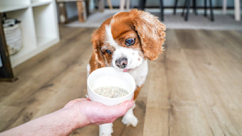 Cavalier King Charles Spaniel dog licking wet food from bowl