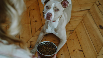 Dog sitting patiently with bowl of kibble