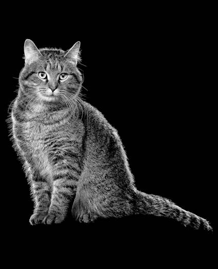Tabby cat sitting in black and white