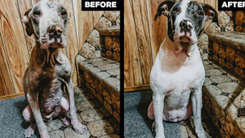 GO-SOLUTIONS-before-and-after-of-mia-the-dogs-coat-transformation