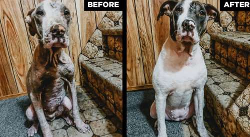 Before and after of Mia the dog's coat transformation