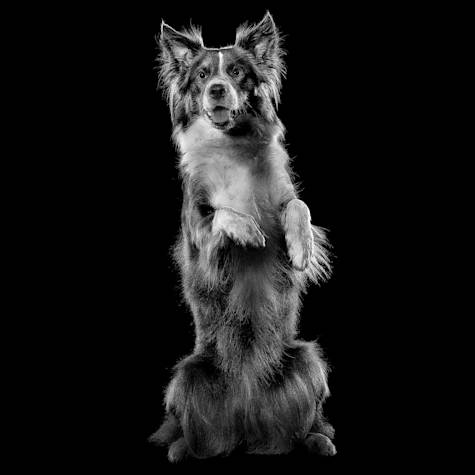 Border Collie dog sitting upright