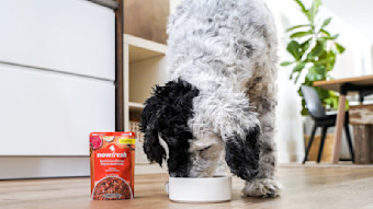 Dog eating Now Fresh Beef & Rice wet dog food