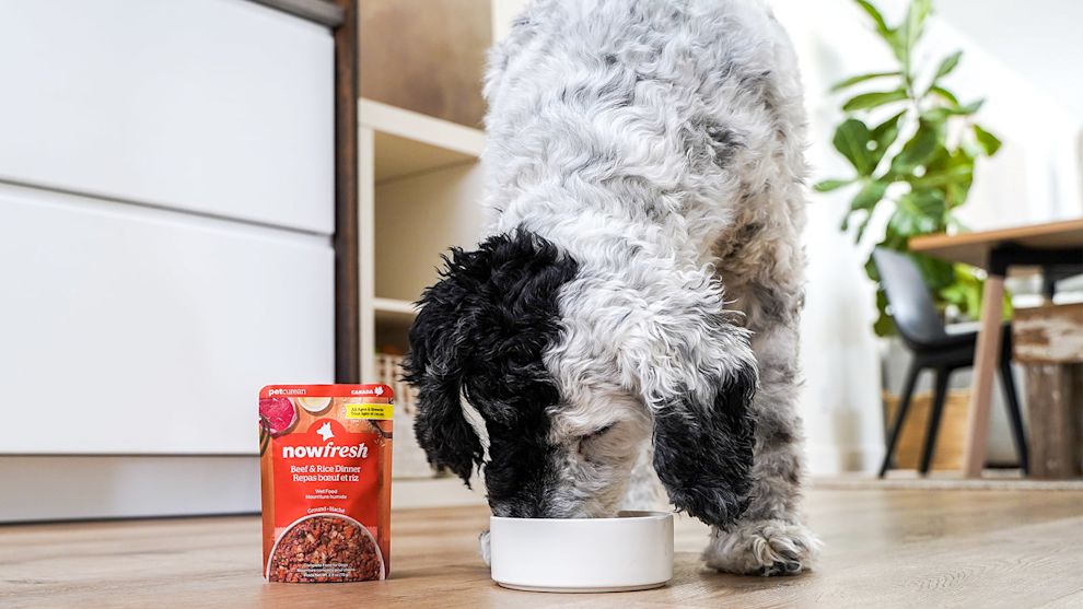 Dog eating Now Fresh Beef & Rice wet dog food