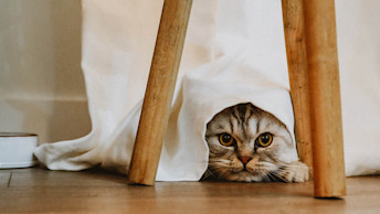 Cat peeking from under table cloth
