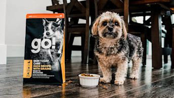 Shaggy dog with bag of Go! Solutions Skin + Coat Care kibble
