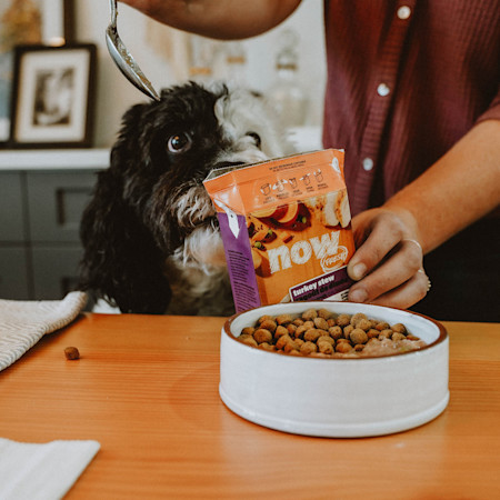 NF Dog Owner Feeding Combination 0920