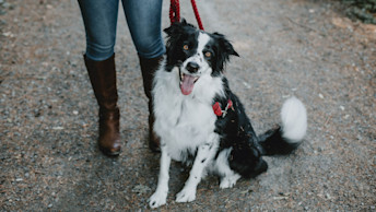 Border Collie wearing leash on gravel trail