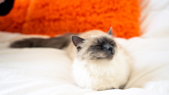 Ragdoll cat with eyes closed sitting in bed