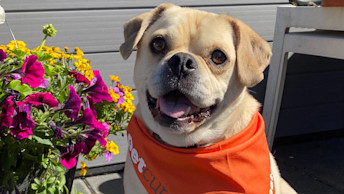 Winston the dog wearing a Petcurean bandana