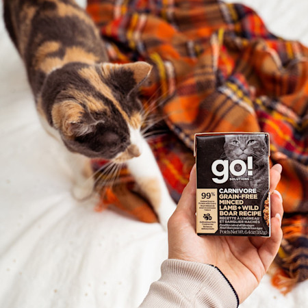 Owner holding GO! SOLUTIONS CARNIVORE Grain-Free Minced Lamb + Wild Boar Recipe Tetra Pak in front of calico cat