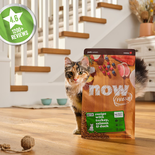 4.6 stars, 1200+ reviews, kitten rubbing against NOW FRESH cat food bag