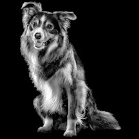 Collie mix dog in black and white