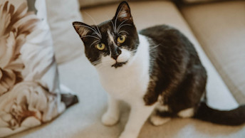 Black and white cat on couch staring at camera