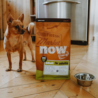 Dog standing beside bag of Now Fresh small breed adult dog food