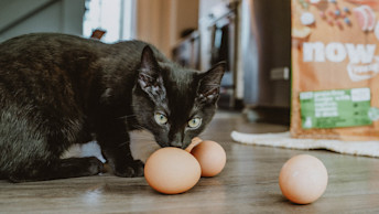 Kitten sniffing eggs in front of Now Fresh kibble bag