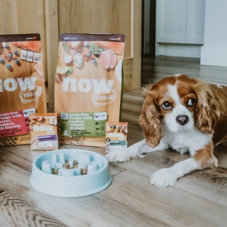 Cavalier King Charles Spaniel beside puzzle feeder and NOW FRESH wet food and kibble bags