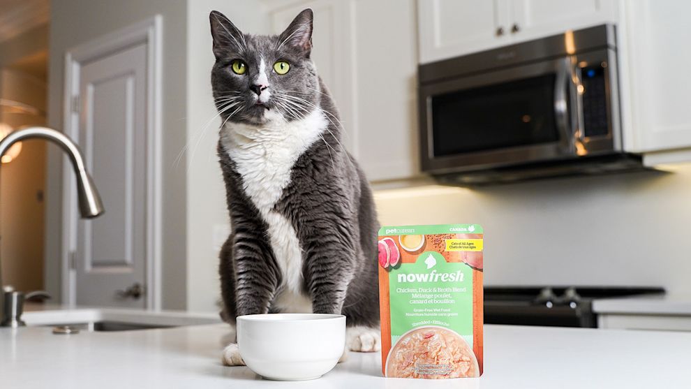 Cat on counter eating Now Fresh Chicken, Duck & Broth Blend wet cat food