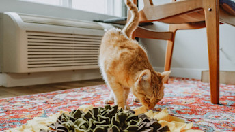 Orange tabby cat sniffing snuffle mat