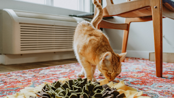 NF - Blog - NF_Cat_SnuffleMat_0921