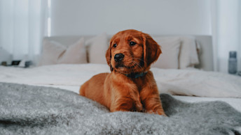 Puppy in blankets on a bed