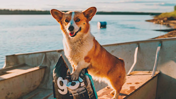 Corgi dog on boat with GO! bag