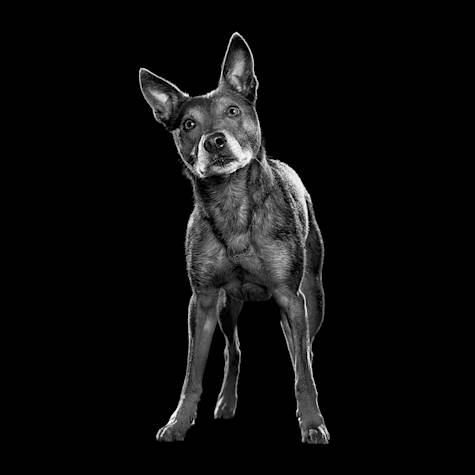 Black and white dog