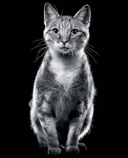 Cat sitting looking at camera
