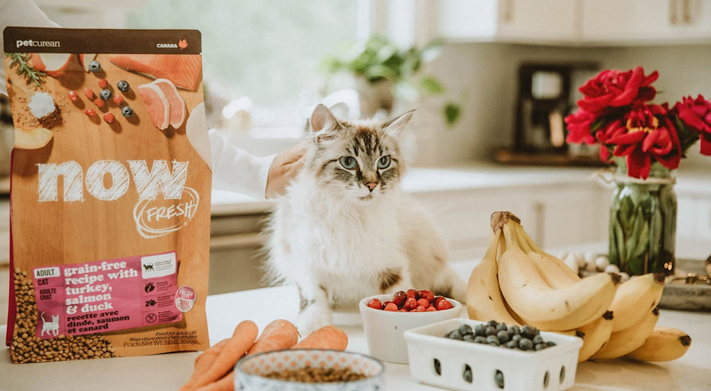 Cat on counter with fresh fruit and bag of NOW FRESH kibble