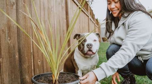 Woman with Pit Bull Terrier sitting behind potted plant in backyard