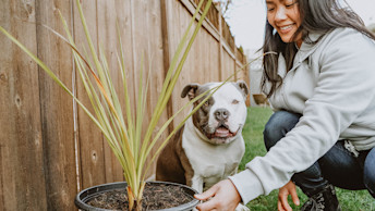 GO-SOLUTIONS-smiling-bulldog-with-pet-parent-planting-green-plant-in-backyard