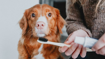 GS - Blog - Dog_Owner_Toothbrush_0121