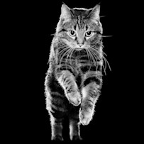 GO-SOLUTIONS-Product-Pet-Image-Cat-Koko