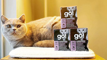 British Shorthair cat sitting on bed behind GO! Tetra Pak pyramid
