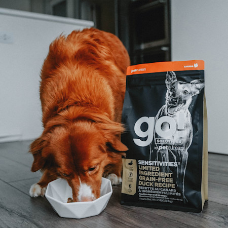 GS Dog Sens Duck Eating 0121