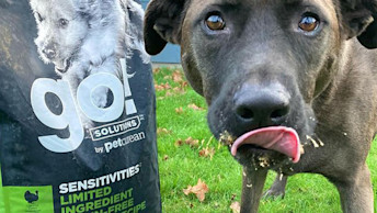 Black dog eating GO! SENSITIVITIES Turkey Recipe