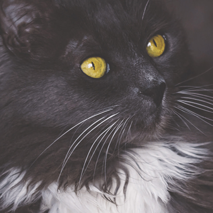 Black fluffy cat with gold eyes