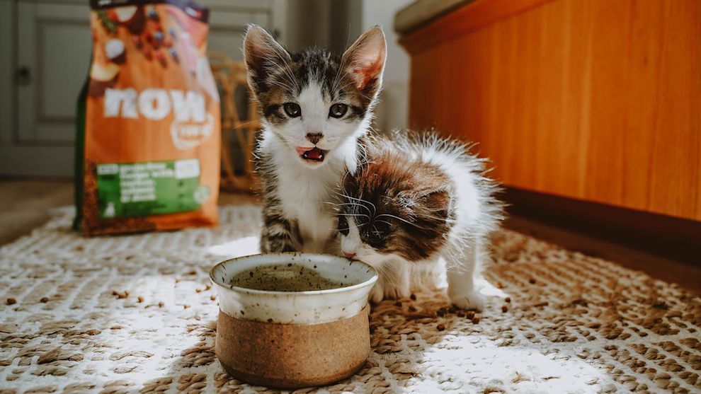 Two kittens eating from bowl