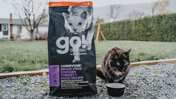 Cat outside eating Go! Carnivore dry food