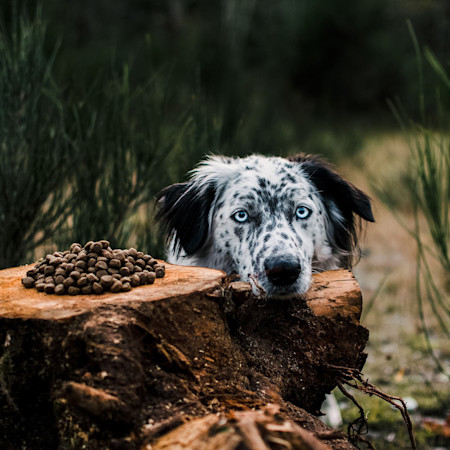 Border Collie resting head on log with pile of kibble