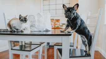 Dog and cat sitting at table