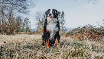 GO-SOLUTIONS-bernese-mountain-dog-outside-in-grassy-area-with-tongue-out
