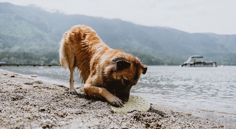 Dog chewing frisbee on the beach