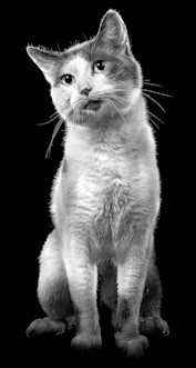 Cat sitting against back blackground