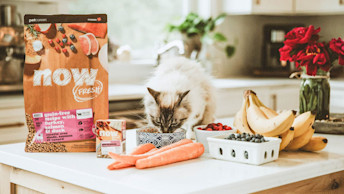 Cat eating Now Fresh kibble on counter with fresh fruits and veggies