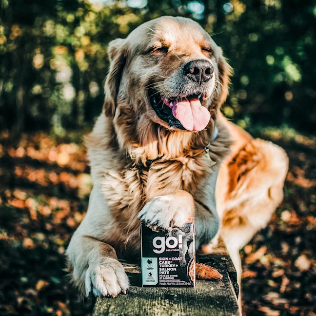 Golden Retriever with paw on top of GO! SOLUTIONS SKIN + COAT CARE for Dogs Tetra Pak