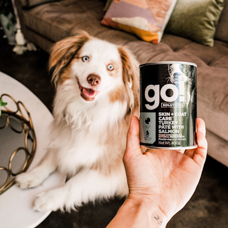 GS Dog S+C Turkey Owner Product Highlight 0620