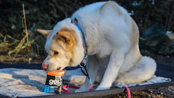 Dog eating out of GO! Tetra Pak carton