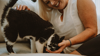 Cat on couch getting scratched by owner
